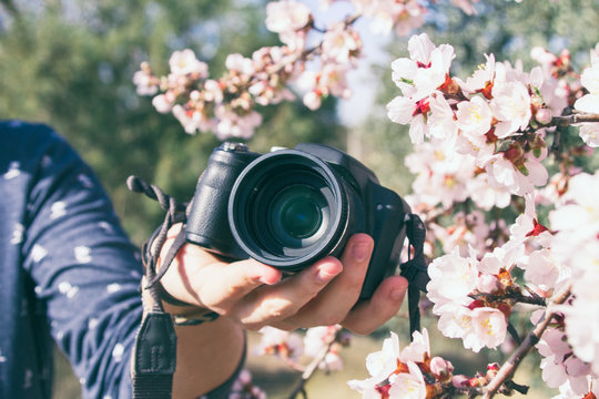 Mano de hombre sujetando una cámara digital entre flores de almendro 