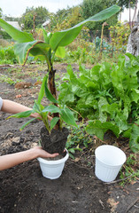 Transplant Flowers In Pots.  Florist Transplant Flowers.