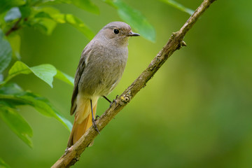 Hausrotschwanz Weibchen auf einem Ansitz bei der Nahrungssuche