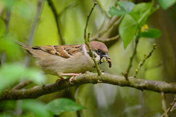 Hausperling Männchen nähert sich dem Nest mit Futter im Schnabel