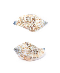 Sea shell isolated