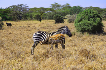 Baby zebra sucking milk