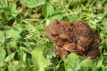 toad