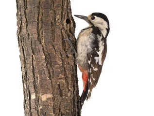 Great Spotted Woodpecker (Dendrocopos major) - obrazy, fototapety, plakaty