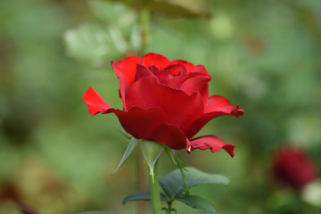Red rose in nature