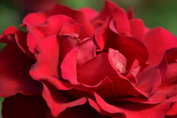 Red rose macro 