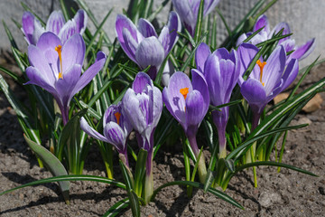 Flowering crocuses in the garden in the spring. Blooming flowerbed.