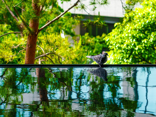 水辺に映る鳩