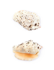 Sea shell isolated
