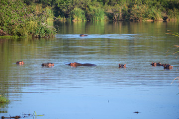 Floating hippos