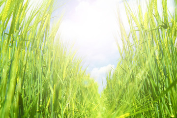 Obraz na płótnie Canvas Green wheat detail