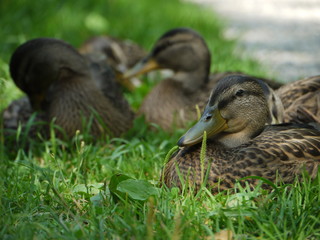 Duck ducks