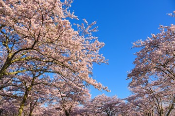 ソメイヨシノ