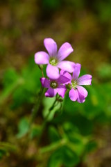 ムラサキカタバミ