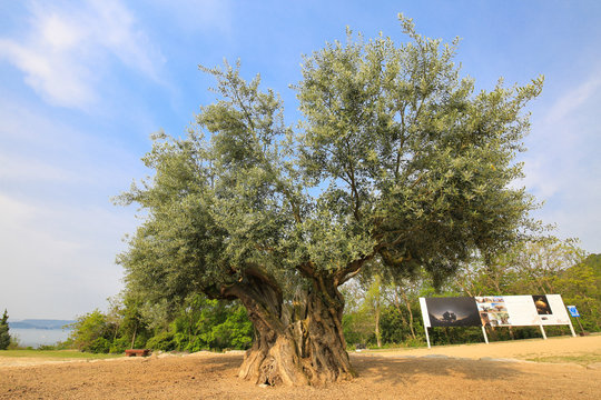 香川県土庄町　樹齢千年のオリーヴ大樹