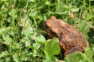 toad