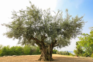 Türaufkleber Olivenbaum Stadt Tonosho, Präfektur Kagawa Tausend Jahre alter Oliven-Taiki