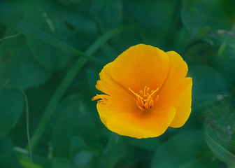 California poppy, Eschscholzia californica , orange flower on green background