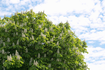 Blossoming chestnuts against a blue sky with clouds