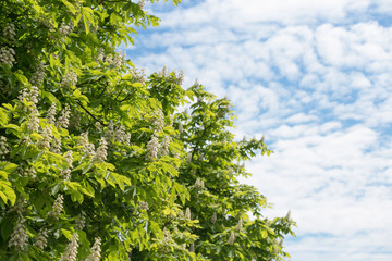 Blossoming chestnuts against a blue sky with clouds