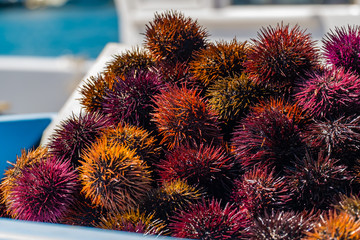Oursins, marché aux poissons.