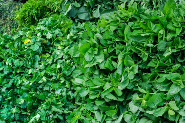 Fresh greens on sale at the local farmers market. Top view. Close-up