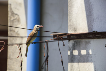 Single bulbul bird which has some food in mouth for its chick clutch on the clothes  line 
