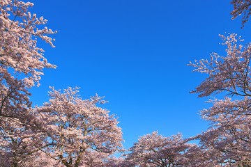 ソメイヨシノ