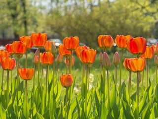 A lot of Tulip flowers in the meadow on a background of green grass and sunlight