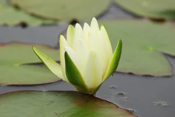 Photo sur Plexiglas Nénuphars White water lily