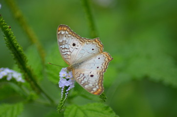 Borboleta 