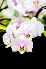 Fototapeta na wymiar orchid flower in the garden