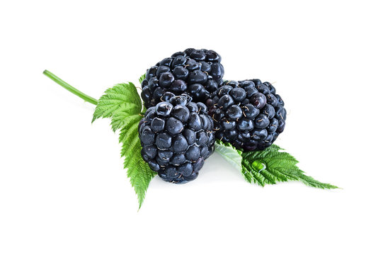 Juicy raw blackberry fruit with leaves isolated over a white background with light shadow. Shallow depth of field with selective focus on foreground.