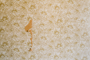 Old retro flower wallpaper partly torned