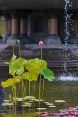 Spring water lily travel,