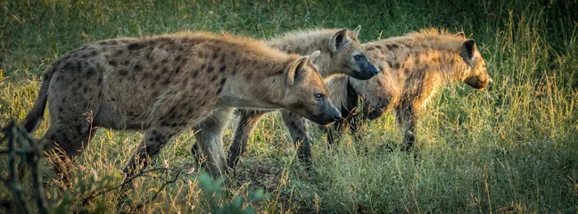 Fotobehang Hyena Bende in beweging