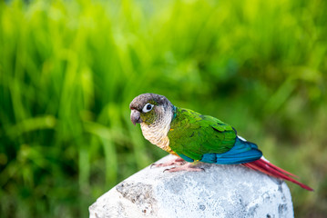 Parrot, lovely bird, animal and pet