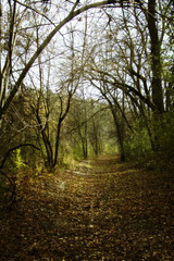 Naklejka premium in the woods