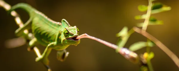 Tuinposter Chameleon hunting © Oscar