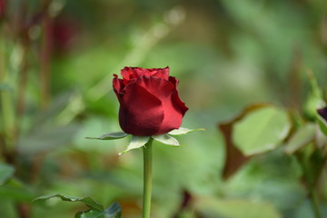 Fototapeta premium Red rose bud