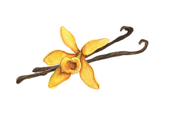 Watercolor hand drawn illustration of vanilla Flower and pods isolated on white art