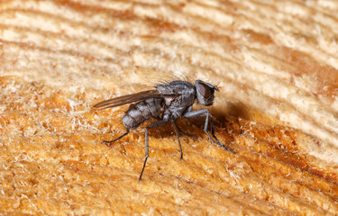 Ordinary fly macro