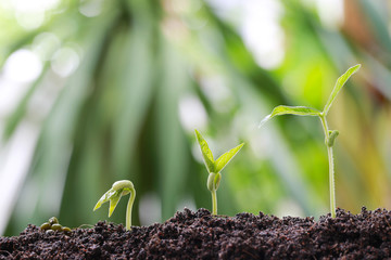 Green bean sprouts on soil in the vegetable garden and have nature bokeh background.