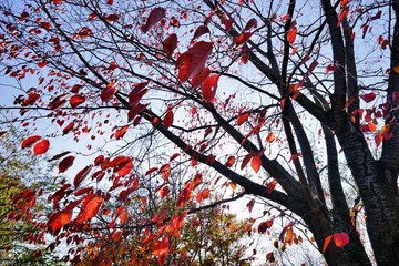 桜の紅葉