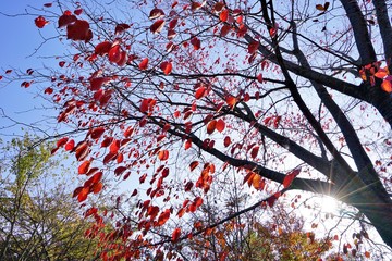 桜の紅葉