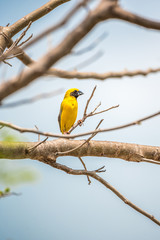 Bird (Asian golden weaver) on a tree