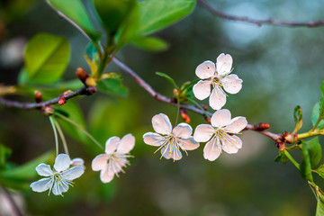 Apricot tree flowers with soft focus. Spring white flowers on a tree branch. Cherry tree in bloom. Spring, seasons, white flowers of apricot, cherry tree close-up.