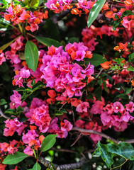 Bougainvillea