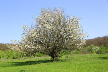 Fototapeta na wymiar tree on green meadow