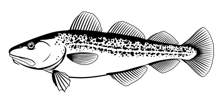 Imágenes de Codling: descubre bancos de fotos, ilustraciones, vectores ...